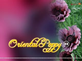 Oriental Poppy Wallpaper